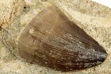 Fossil Mosasaur (Prognathodon) Tooth in Rock - Morocco #311853-1